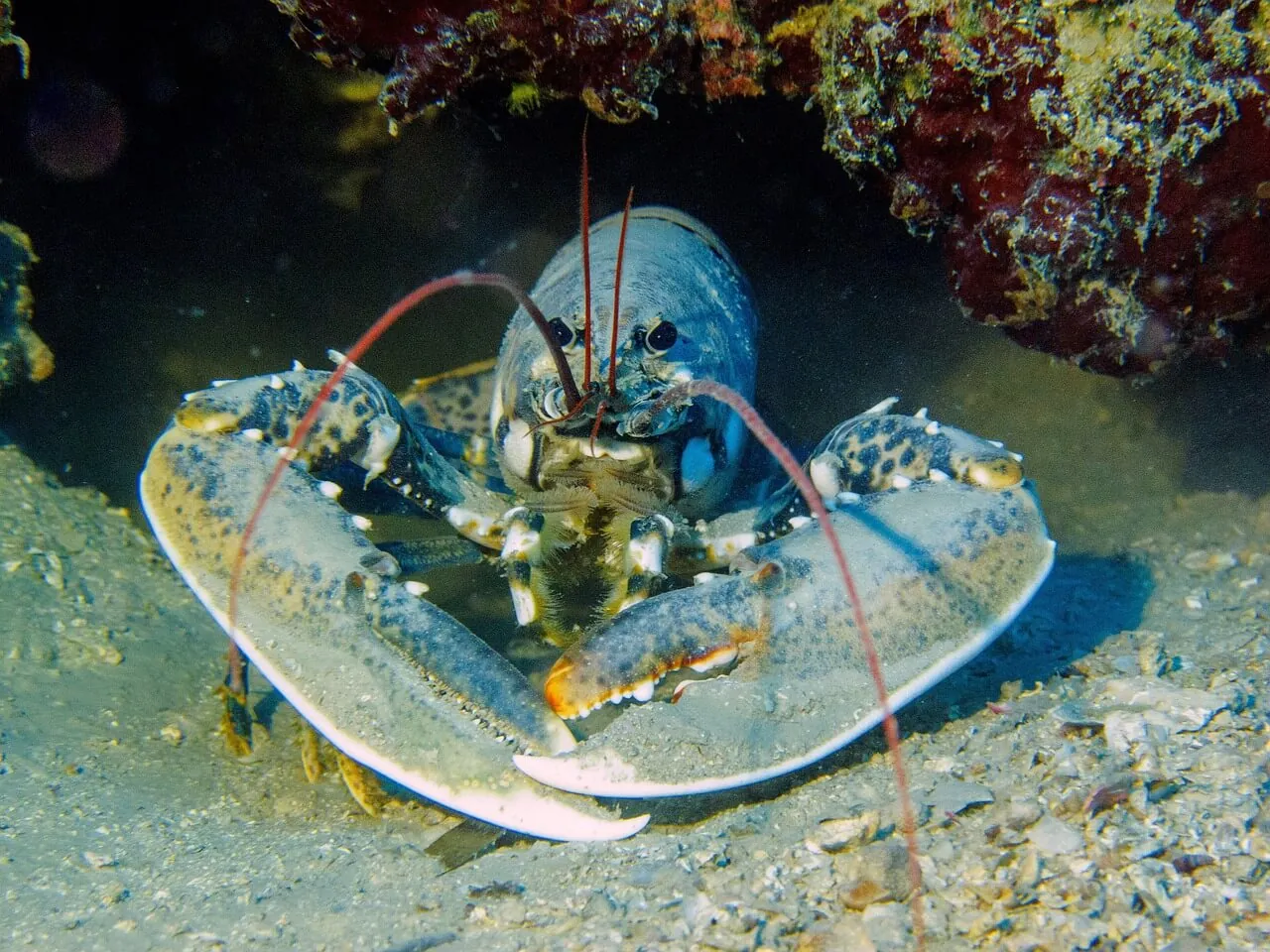 homard anomalie couleur